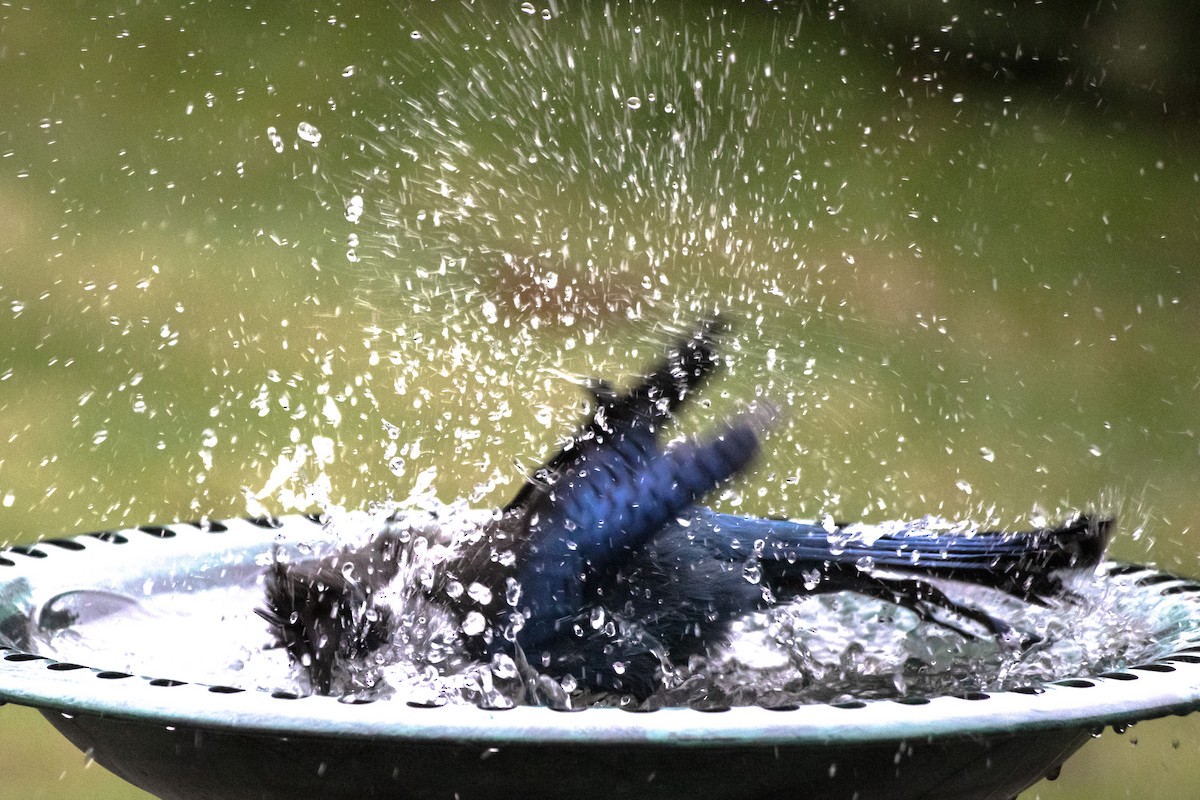 Steller's Jay - ML647496298