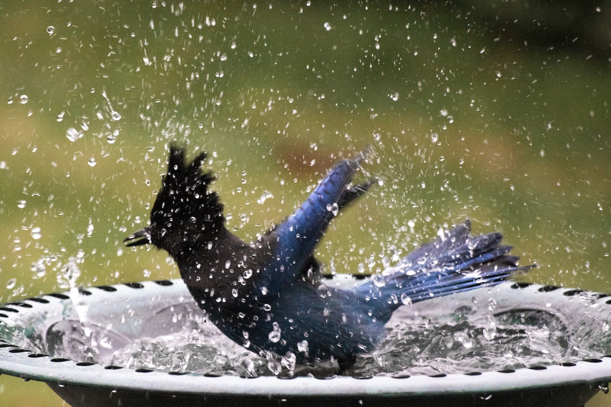 Steller's Jay - ML647496299