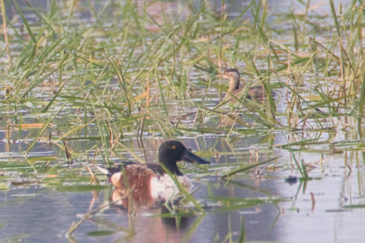 Little Grebe - ML647496319