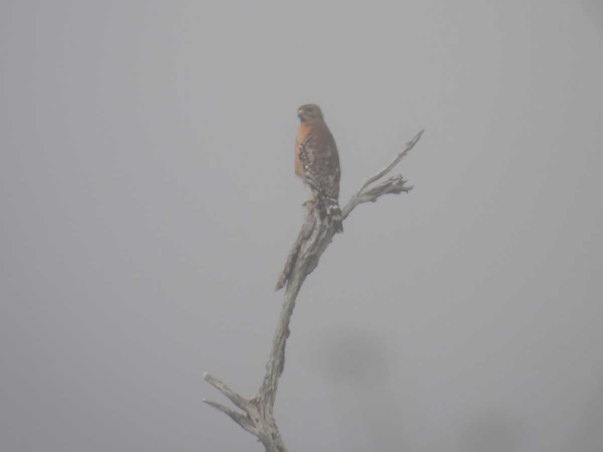 káně páskovaná - ML647496322