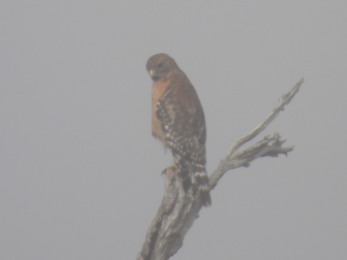 káně páskovaná - ML647496328