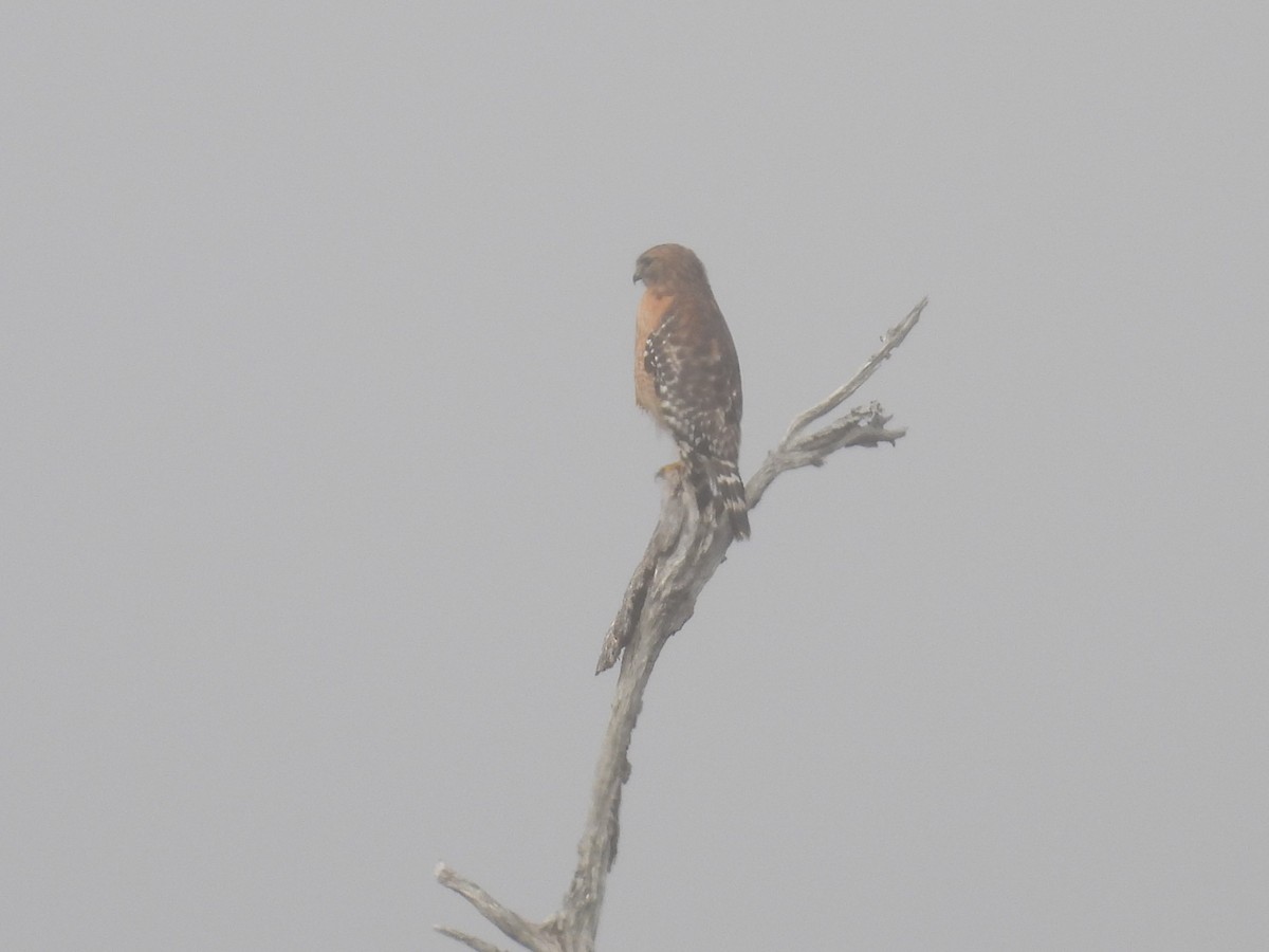 káně páskovaná - ML647496329