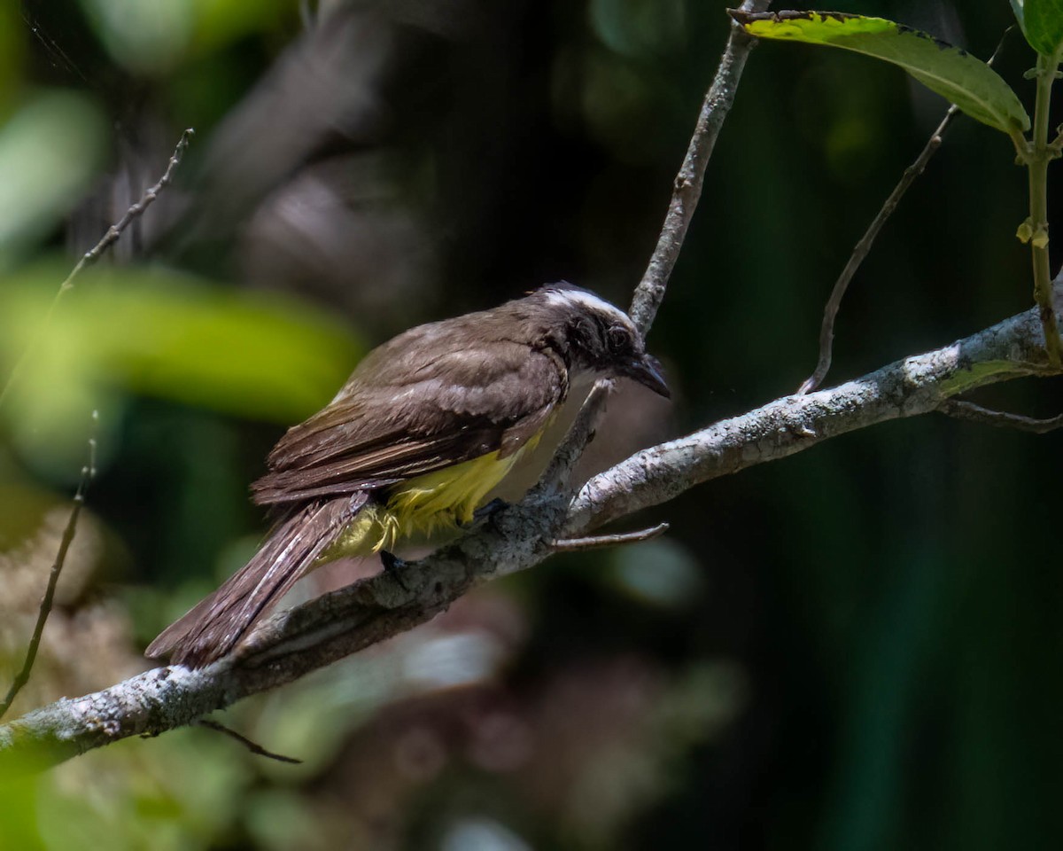 Красношапочный бентеви - ML647496335