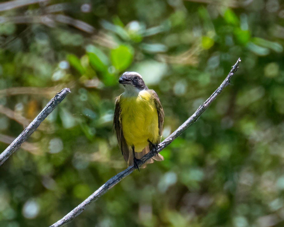 Красношапочный бентеви - ML647496336