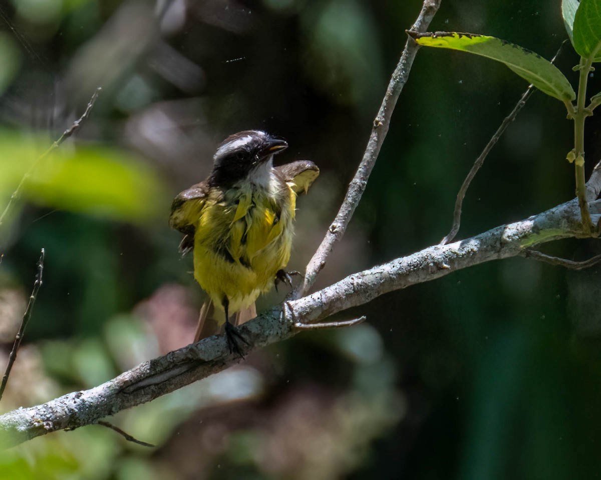 Красношапочный бентеви - ML647496337