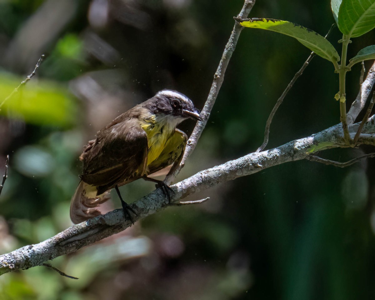 Красношапочный бентеви - ML647496338