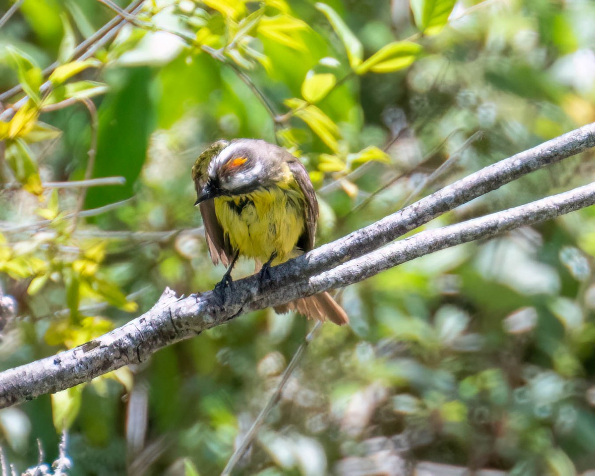 Красношапочный бентеви - ML647496339