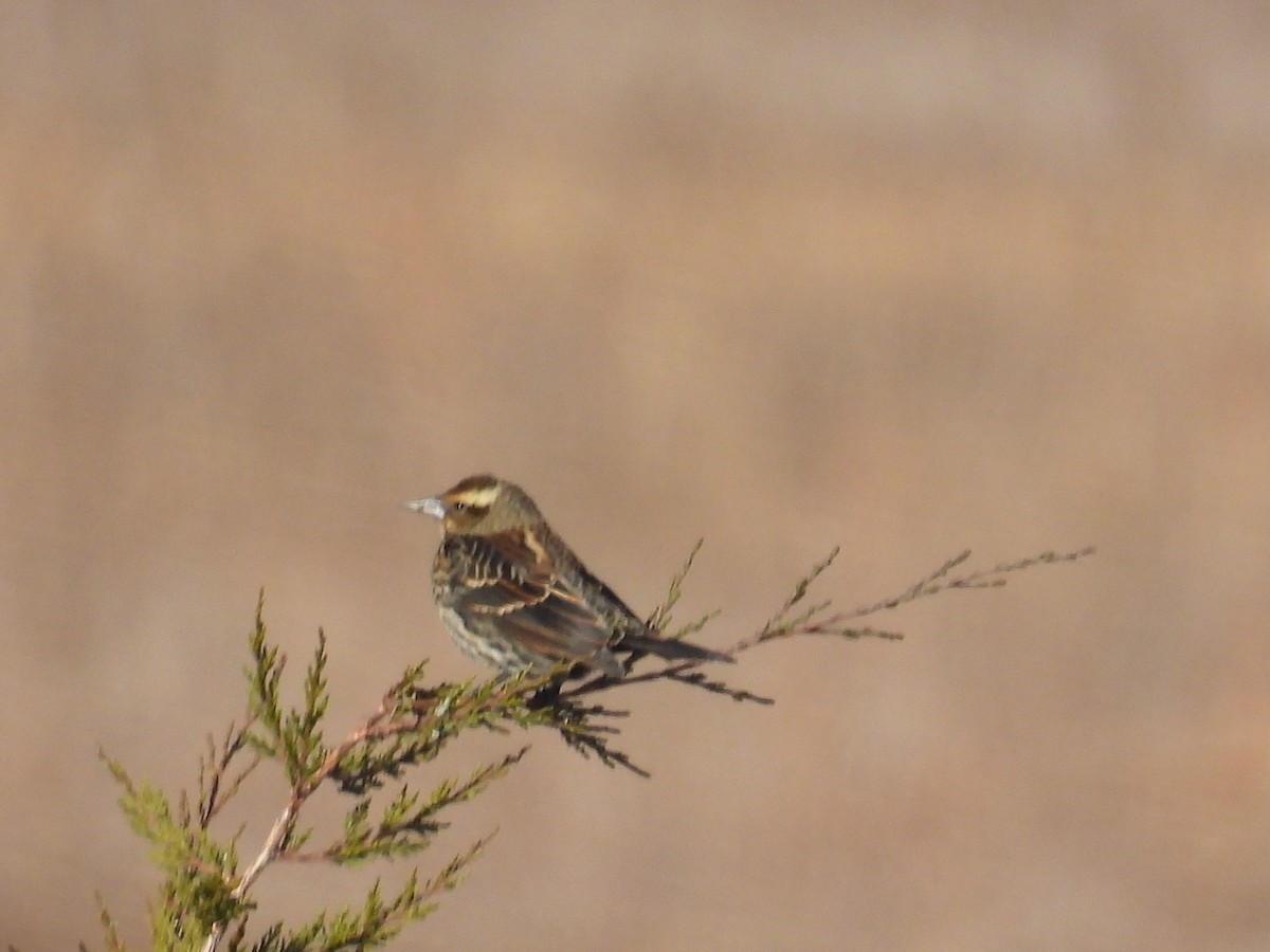 Red-winged Blackbird - ML647496351