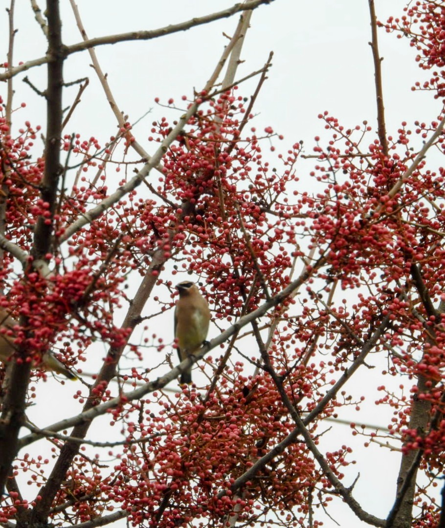 Sedir İpekkuyruğu - ML647496354