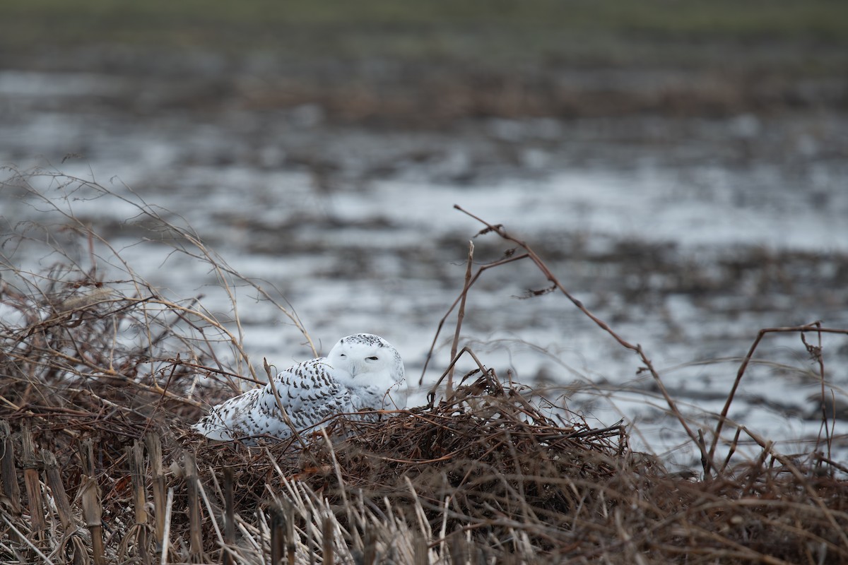 Snowy Owl - ML647496358
