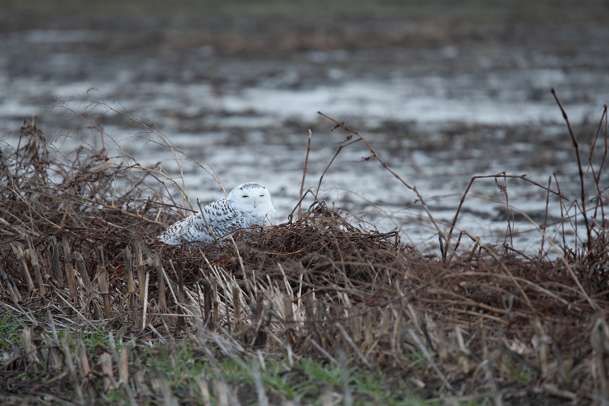 Snowy Owl - ML647496359
