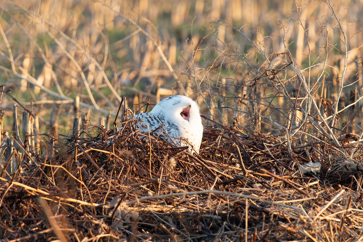 Snowy Owl - ML647496366