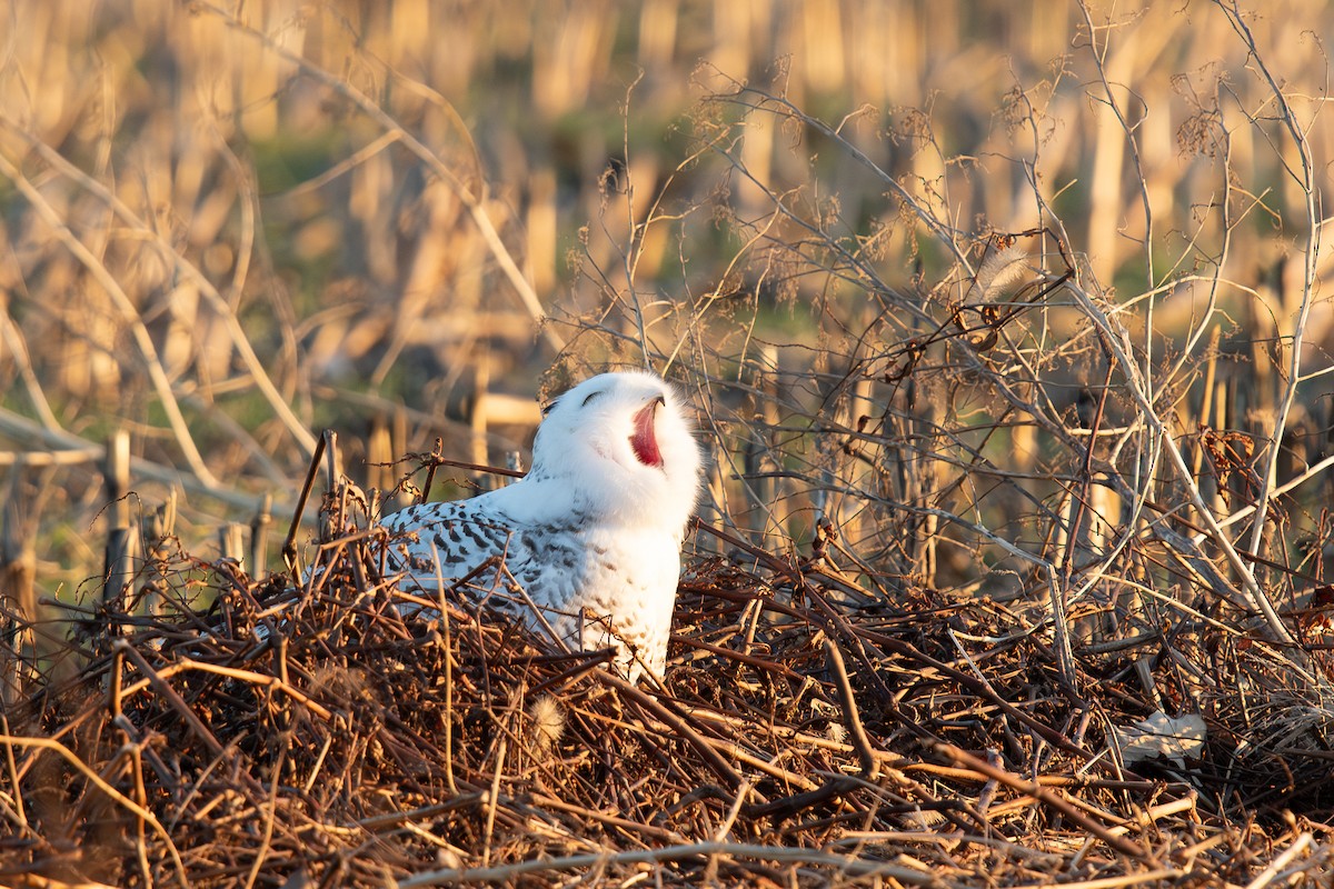 Snowy Owl - ML647496367
