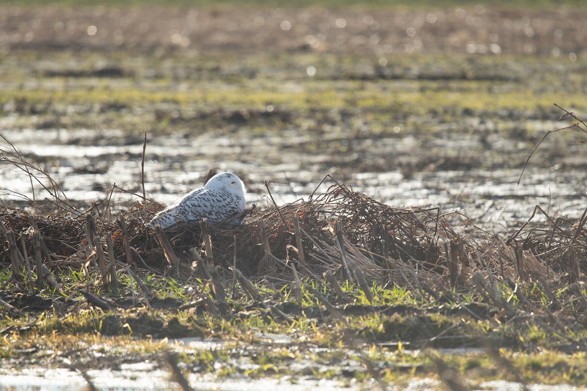 Snowy Owl - ML647496368