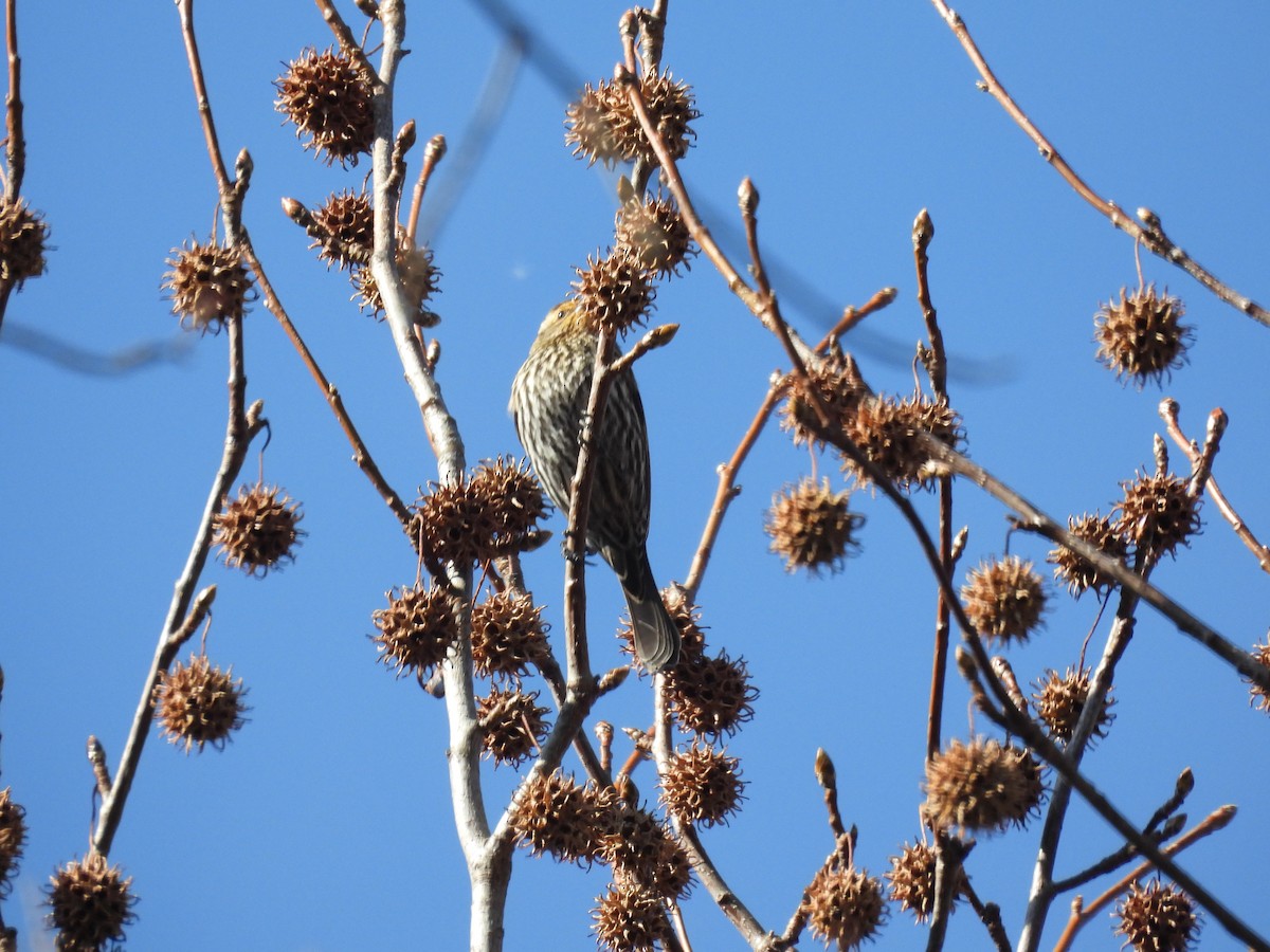 Red-winged Blackbird - ML647496379