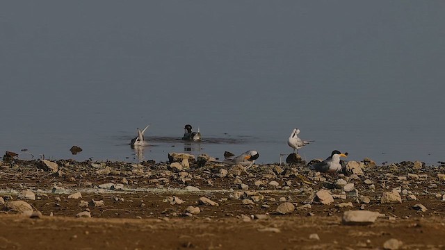 Крячок індійський - ML647496396