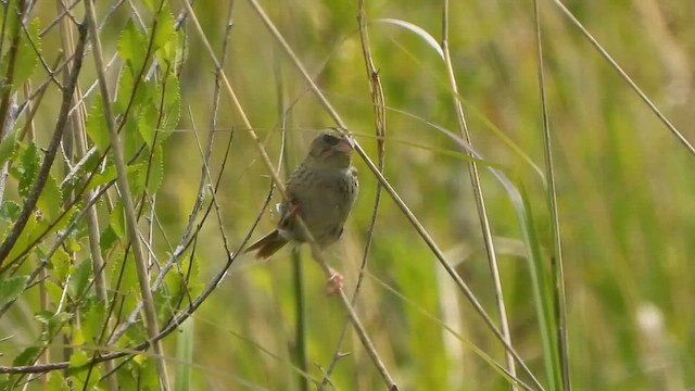 Багновець рудокрилий - ML647496437