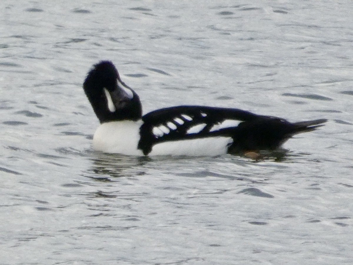 Murgilari islandiarra - ML647496440