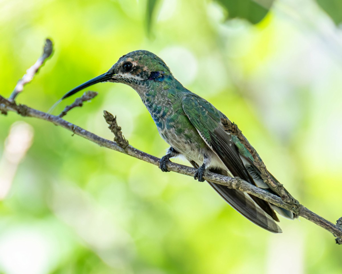 White-vented Violetear - ML647496454