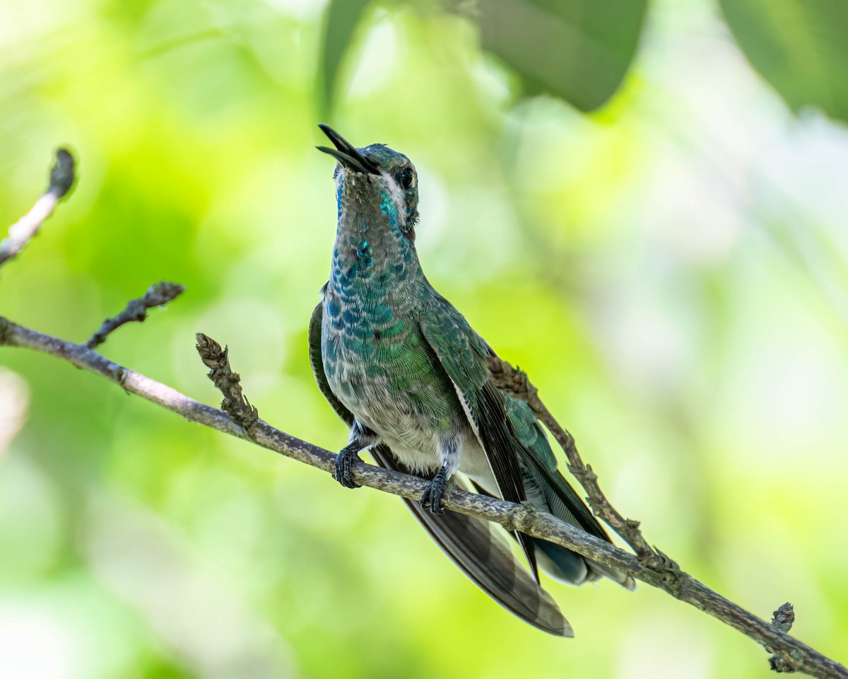 White-vented Violetear - ML647496455