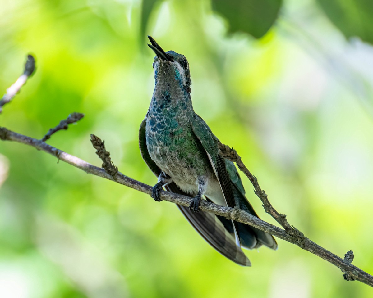 White-vented Violetear - ML647496456