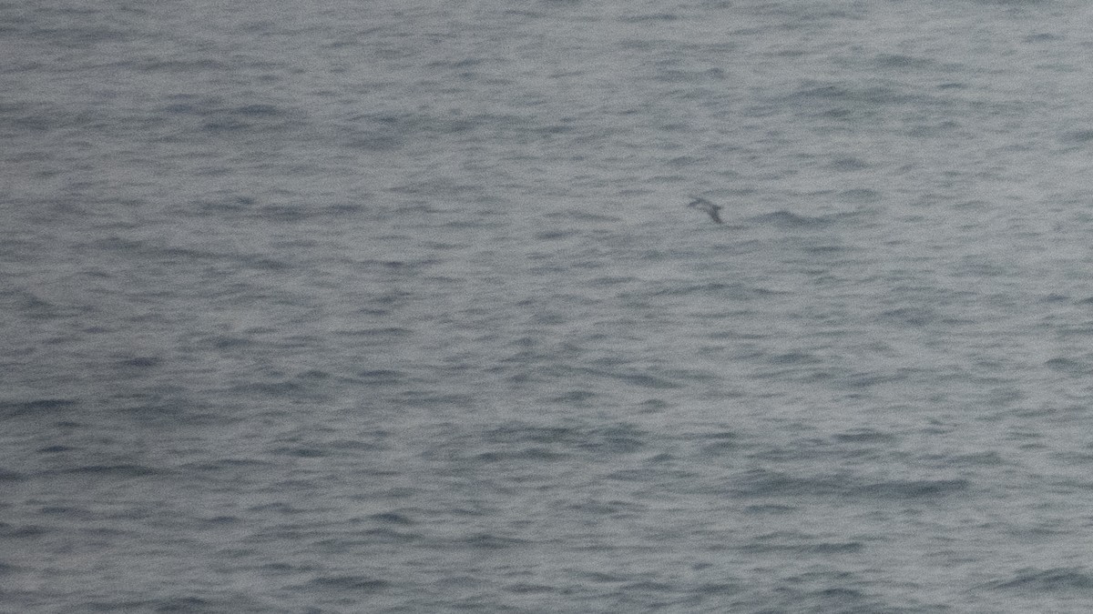 Pardela Culinegra - ML647496459