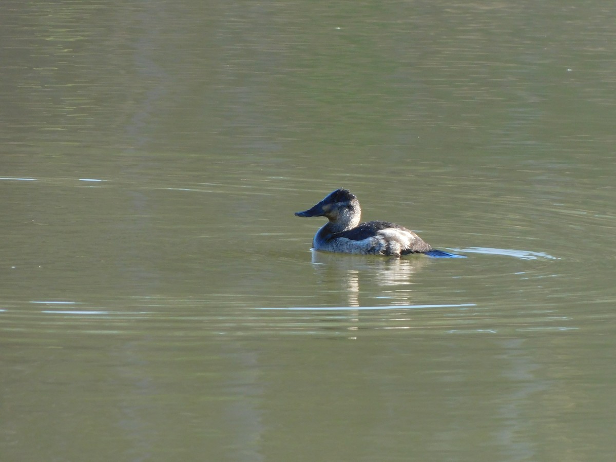 Érismature rousse - ML647496462