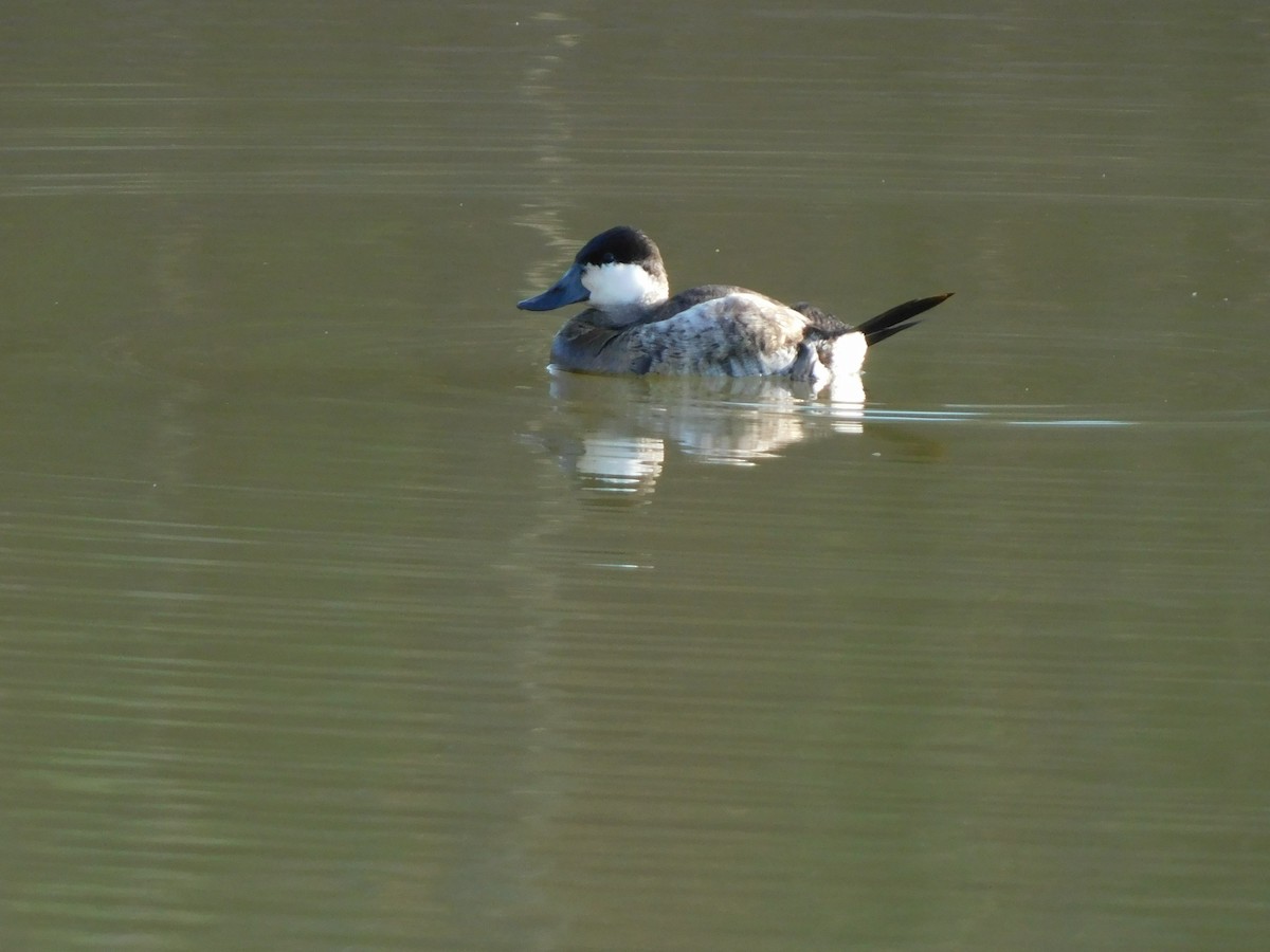 Érismature rousse - ML647496466