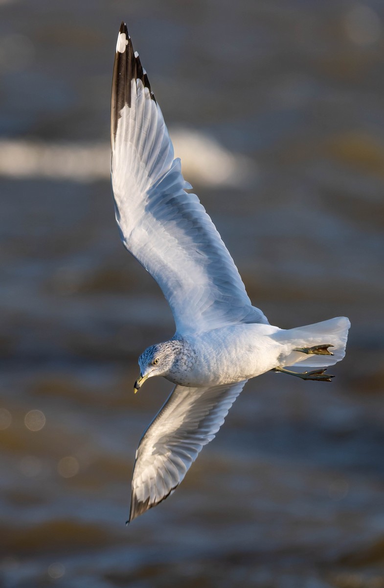 ringnebbmåke - ML647496485