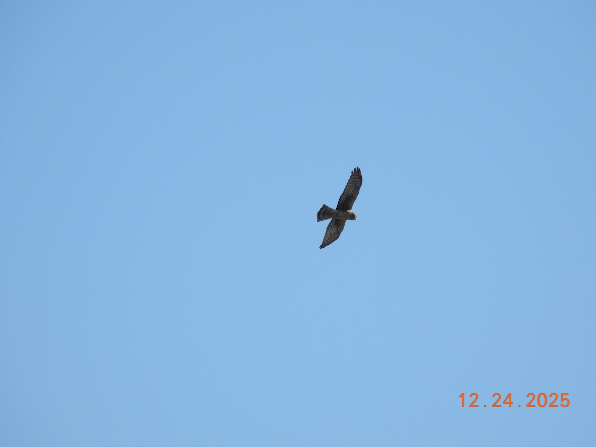 Northern Harrier - ML647496487