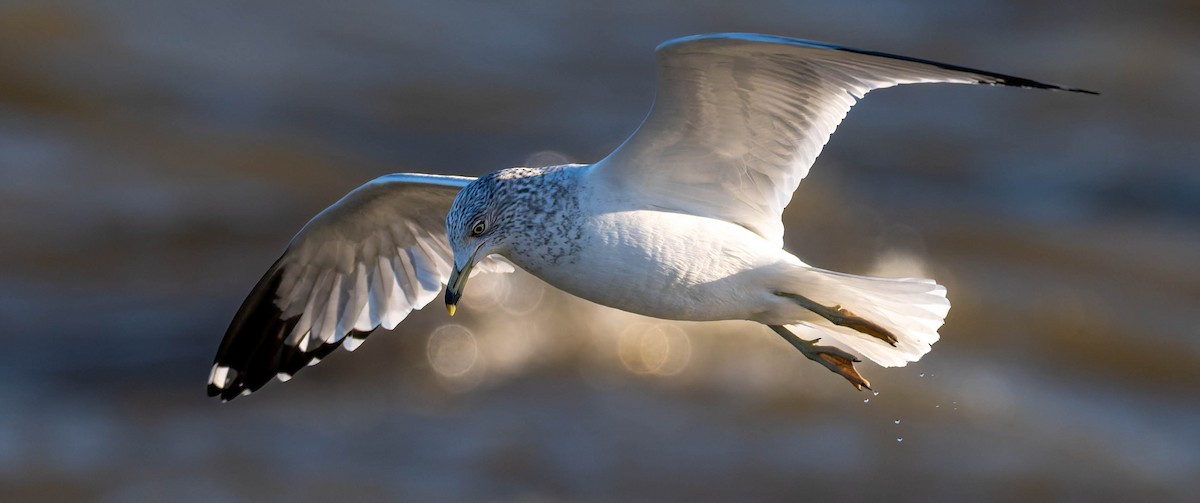 ringnebbmåke - ML647496489