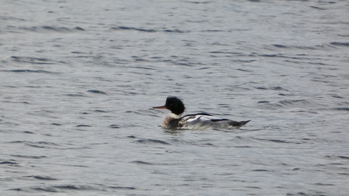 Serreta Mediana - ML647496492