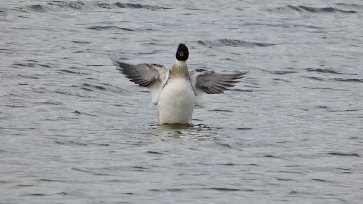 Serreta Mediana - ML647496494