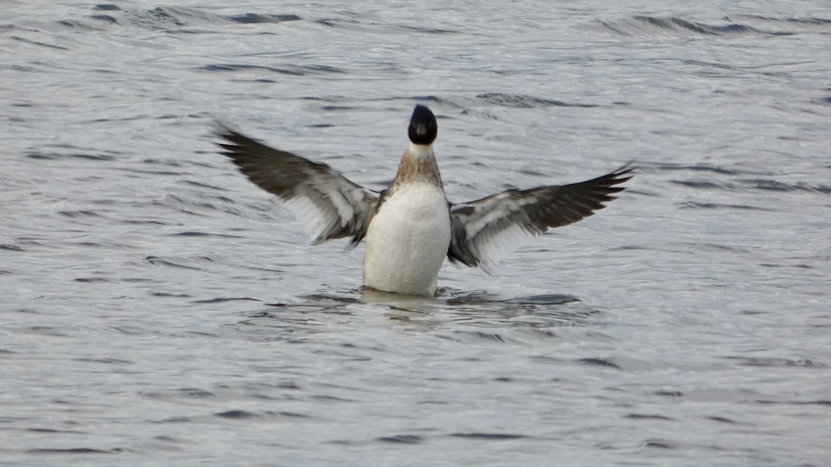 Serreta Mediana - ML647496495