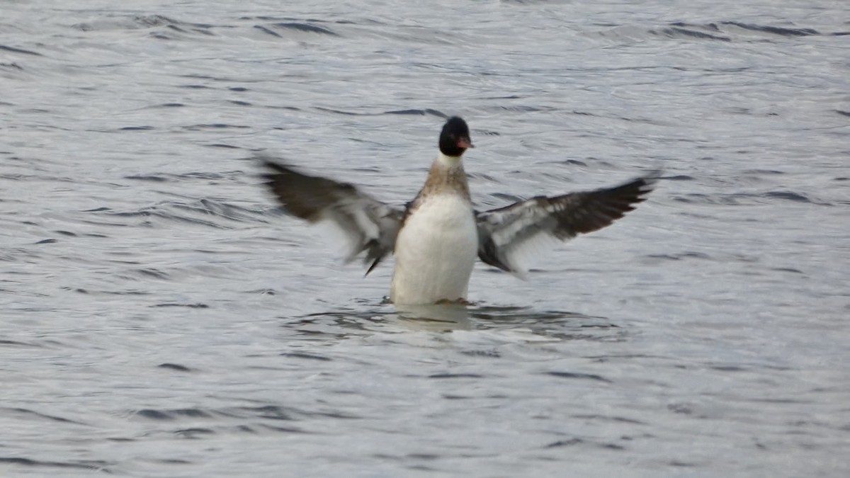 Serreta Mediana - ML647496496