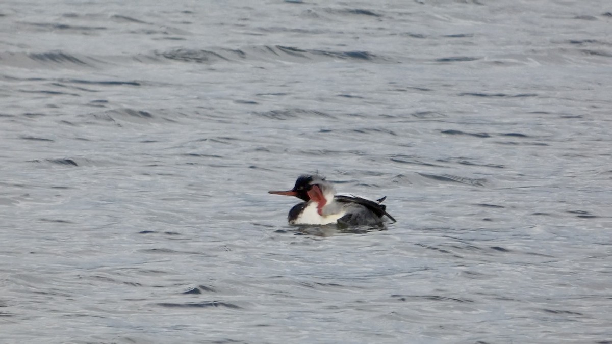 Serreta Mediana - ML647496497