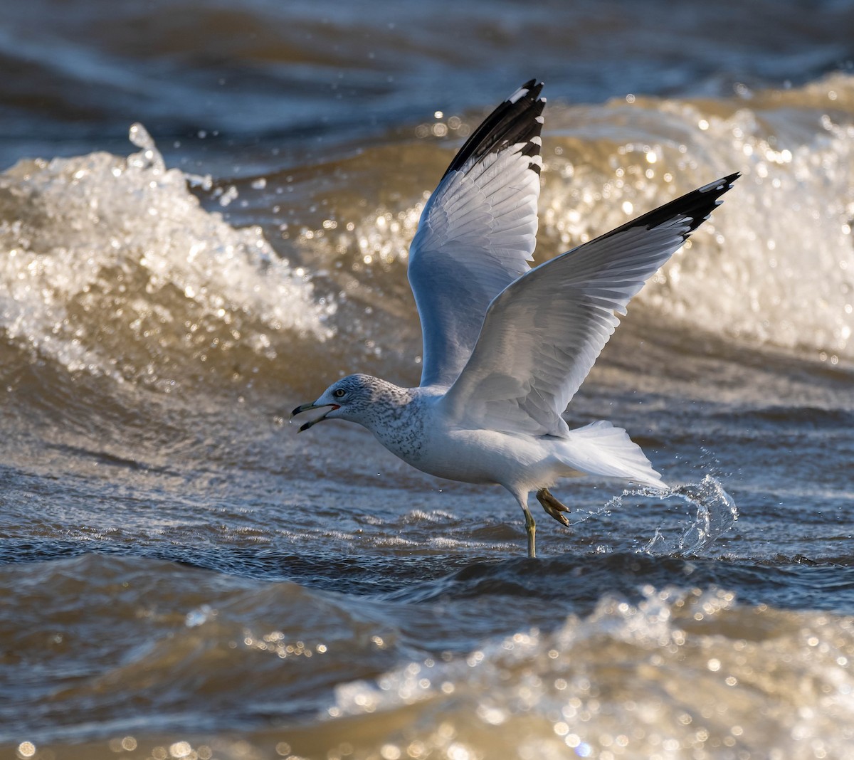 ringnebbmåke - ML647496500