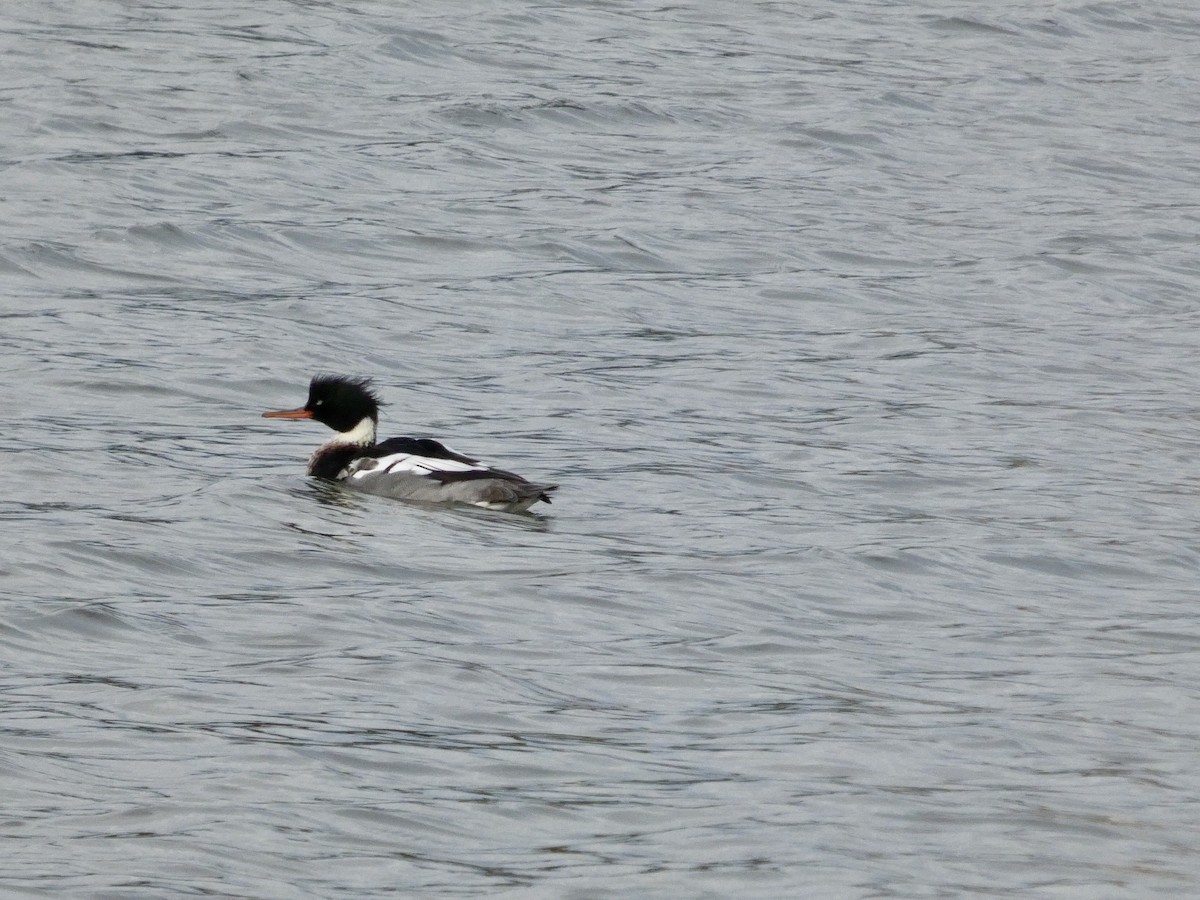 Serreta Mediana - ML647496501