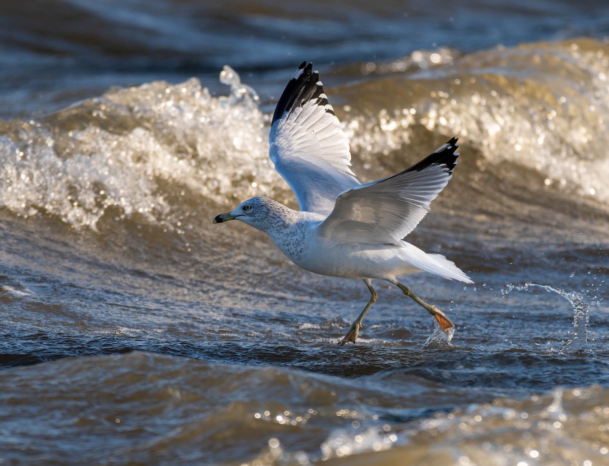 Ring-billed Gull - ML647496502