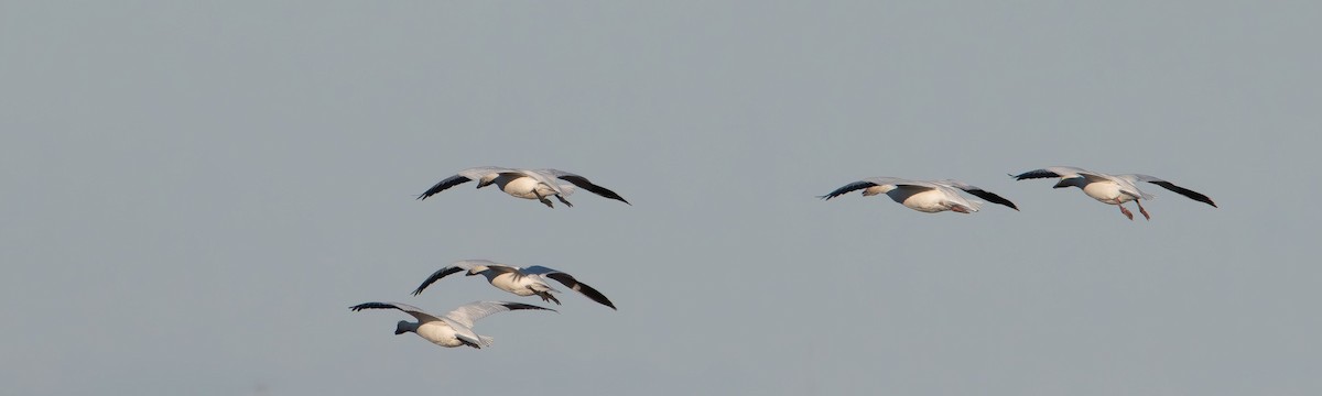 Snow Goose - ML647496503