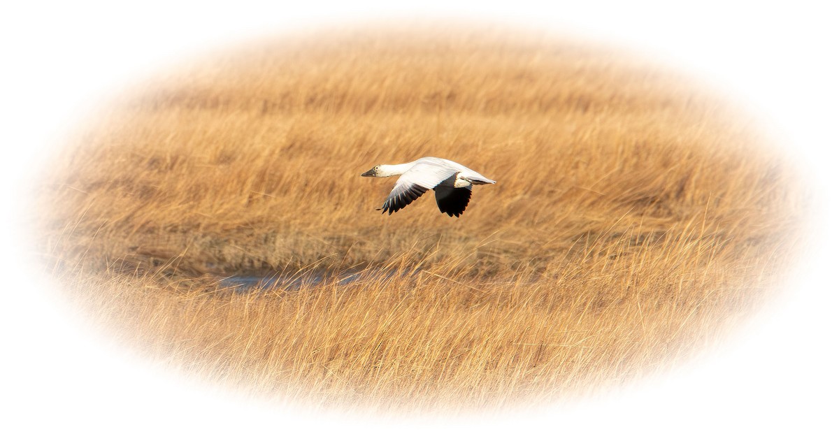 Snow Goose - ML647496504