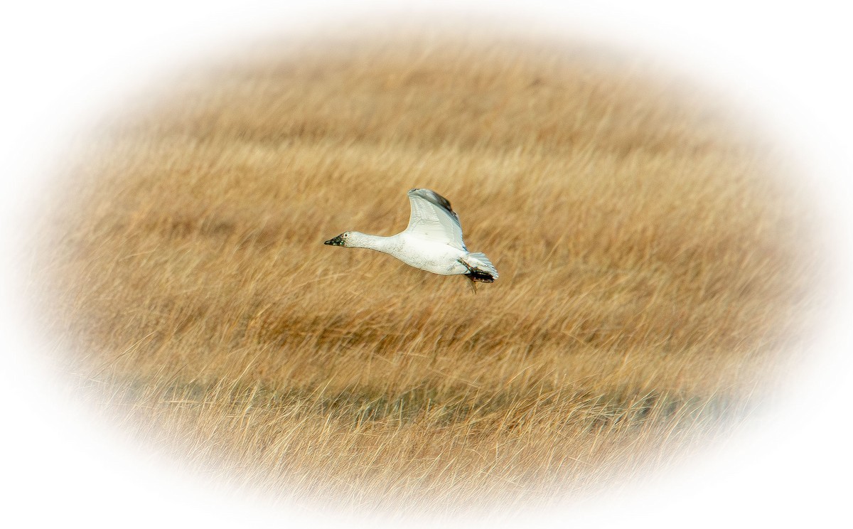 Snow Goose - ML647496505