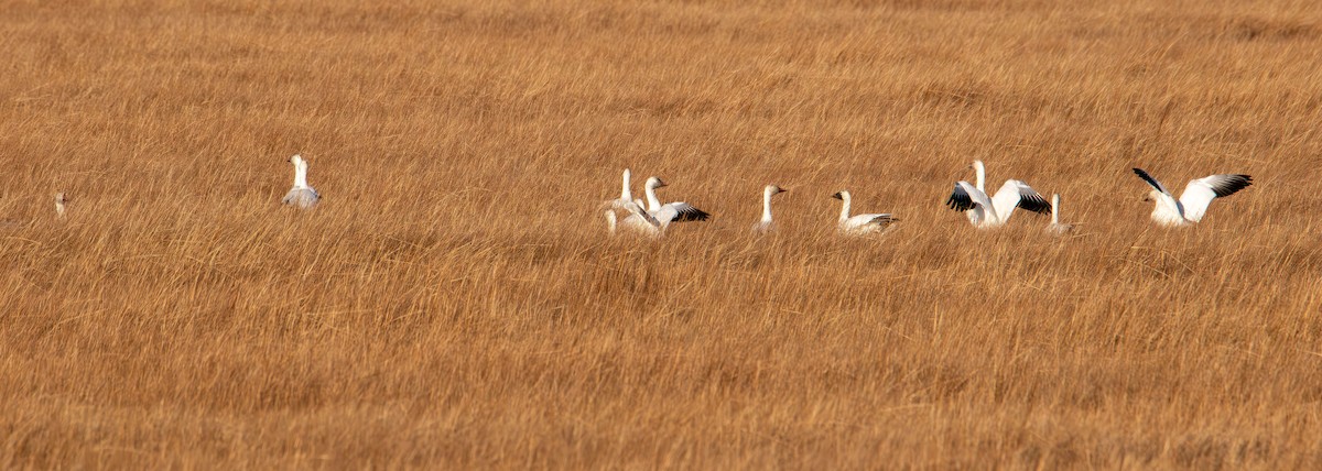 Snow Goose - ML647496506