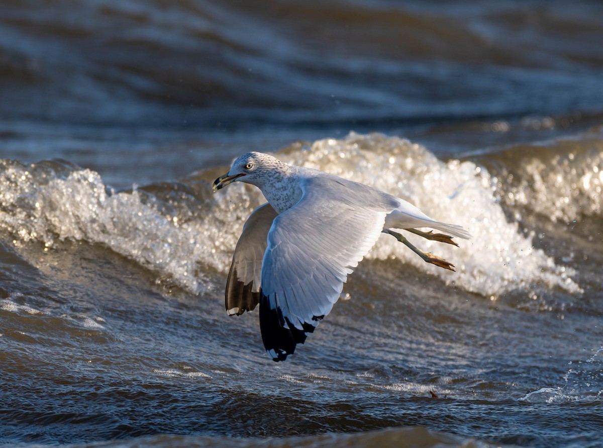 Ring-billed Gull - ML647496509
