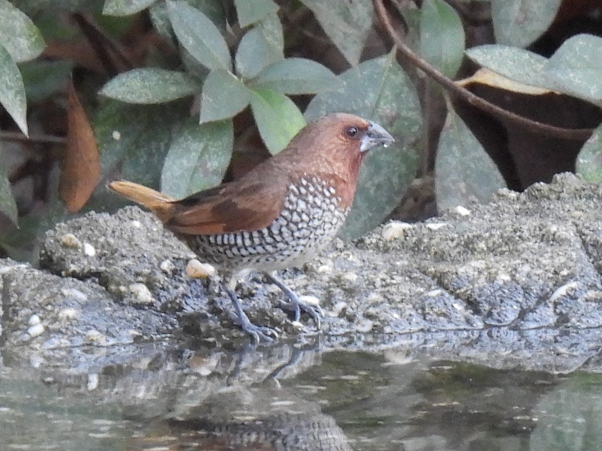 Scaly-breasted Munia - ML647496511