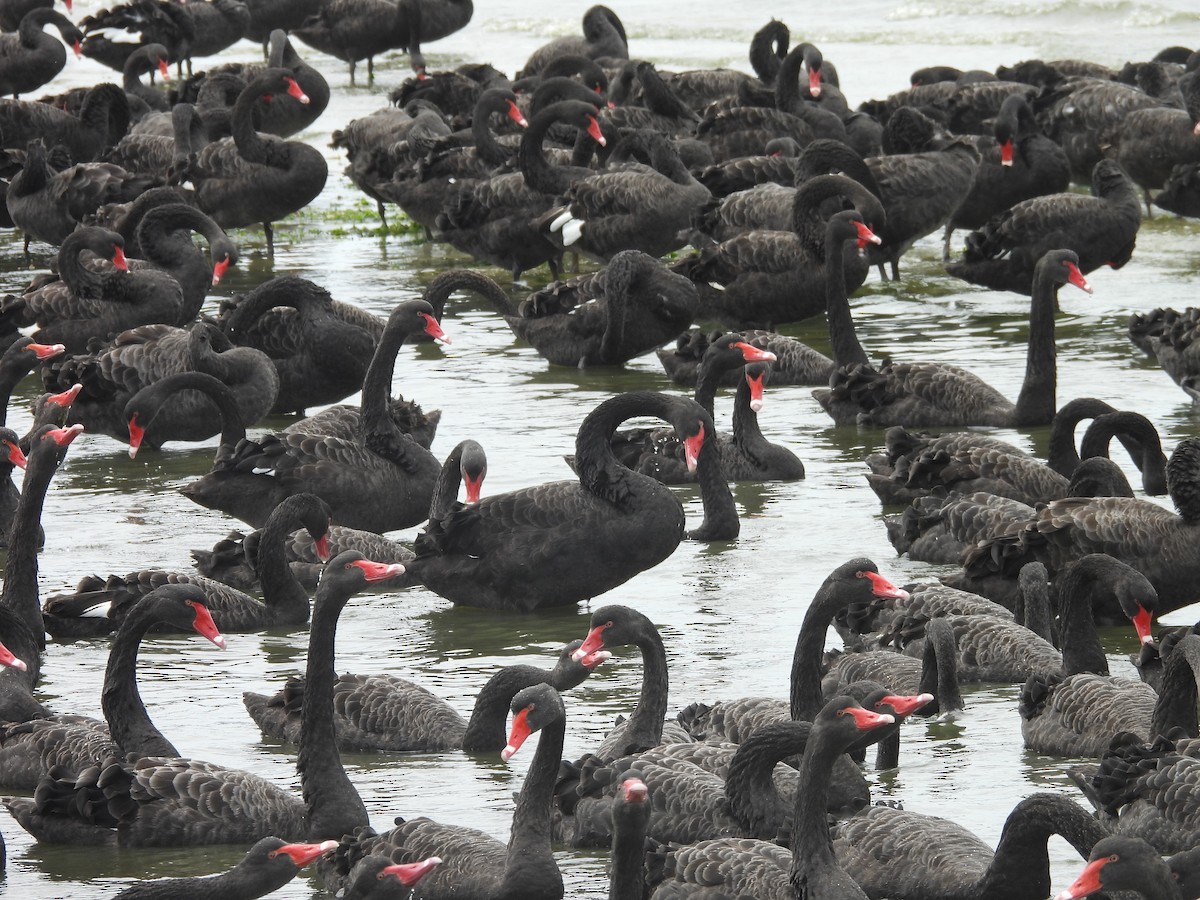 Black Swan - ML647496515