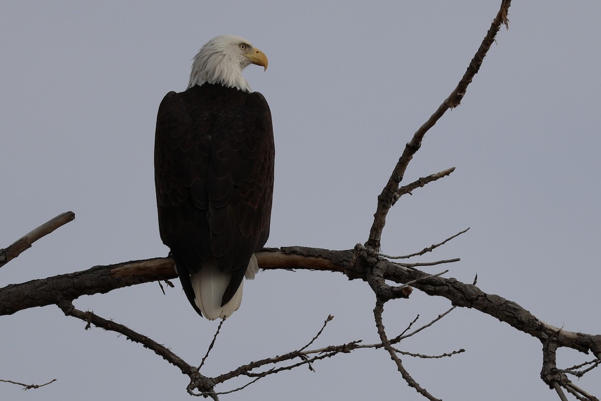 Bald Eagle - ML647496516