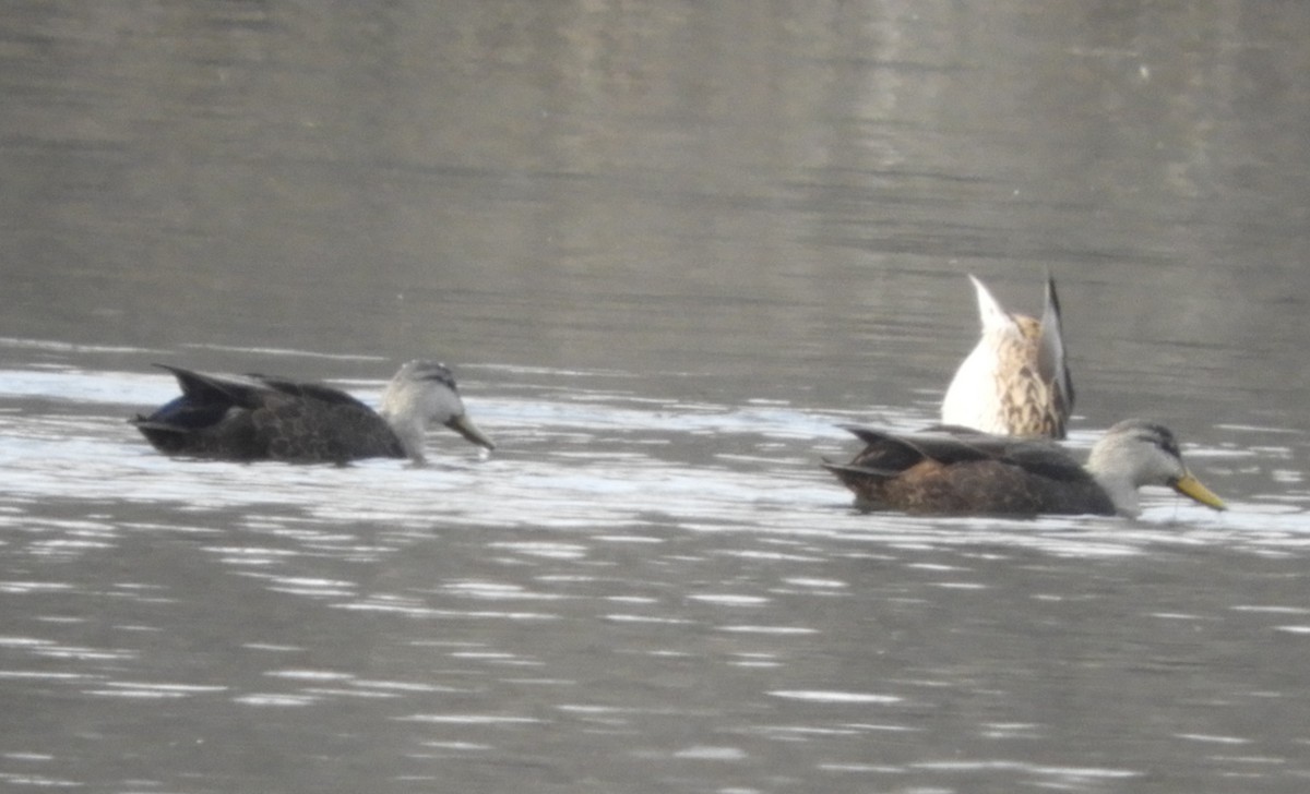 American Black Duck - ML647496518