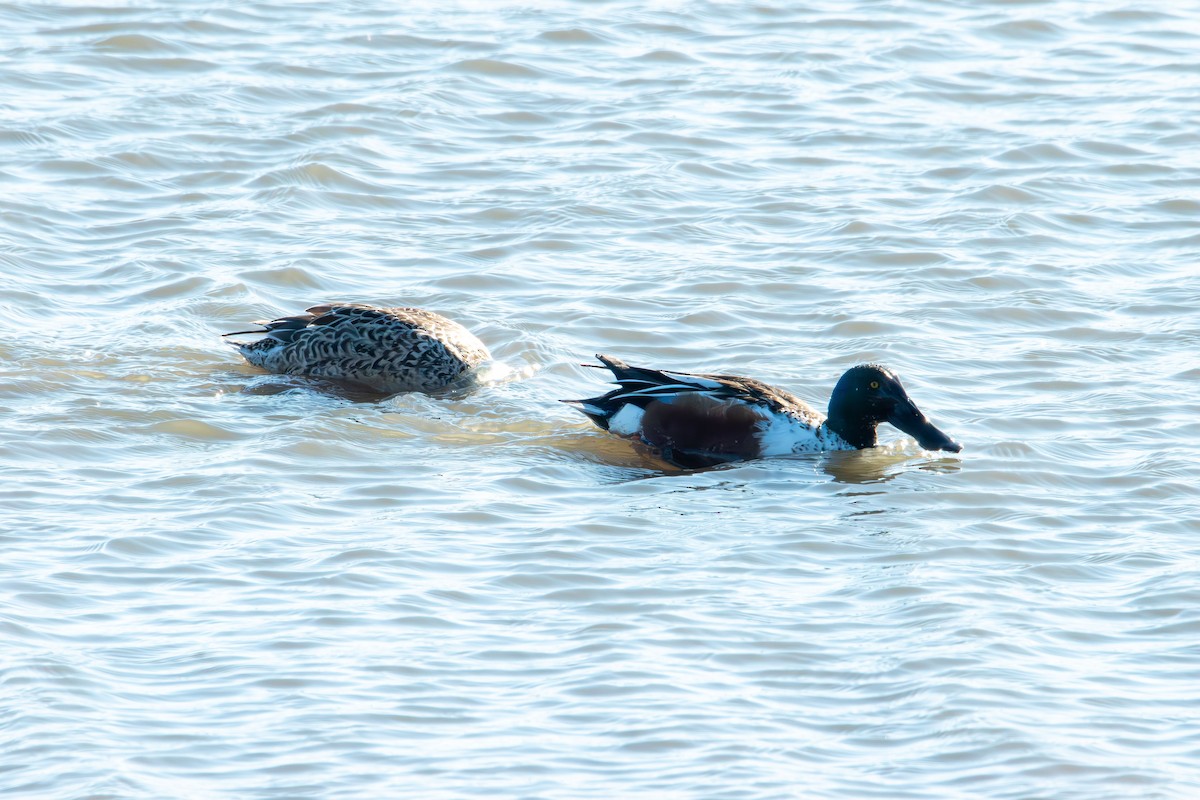Northern Shoveler - ML647496520