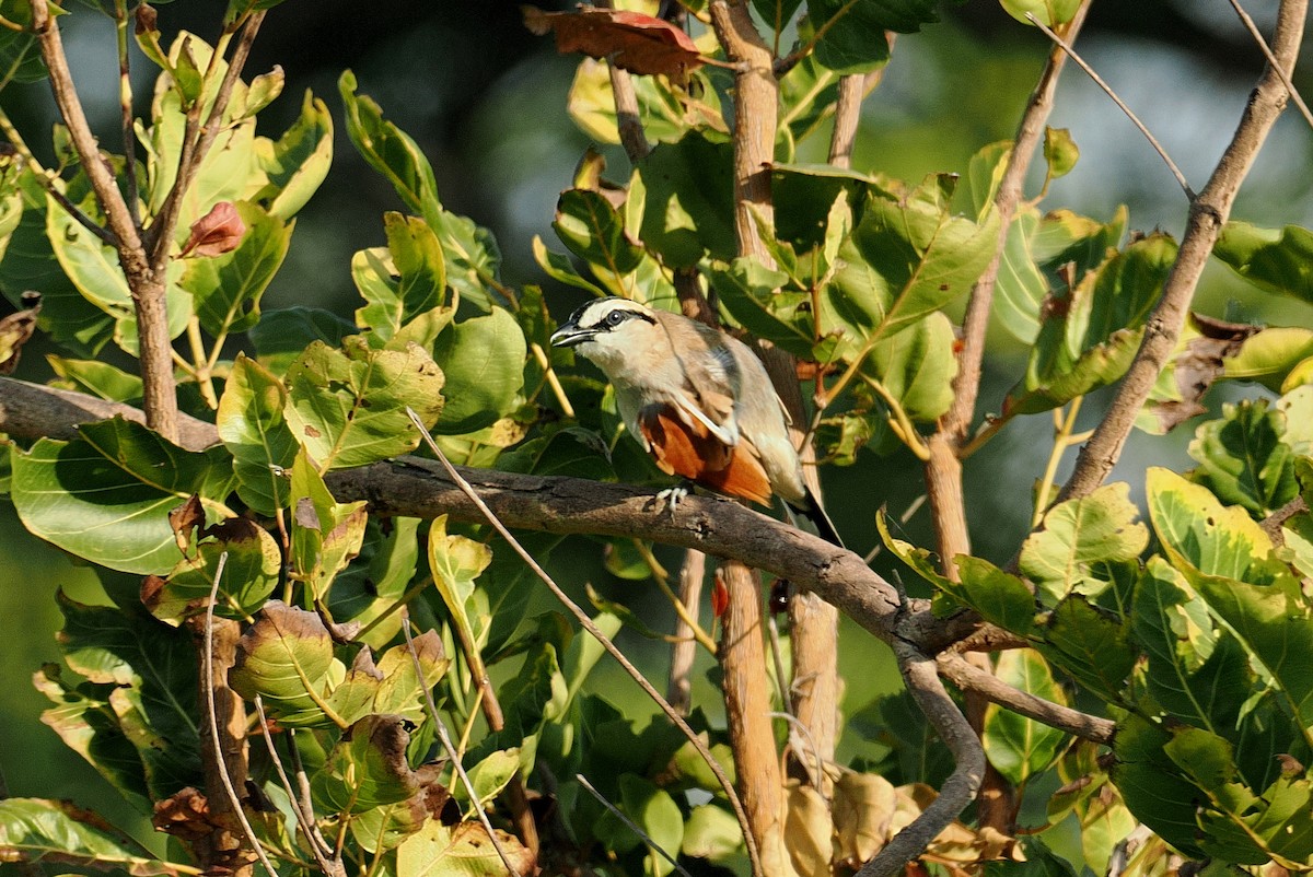 Black-crowned Tchagra (Black-crowned) - ML647496521